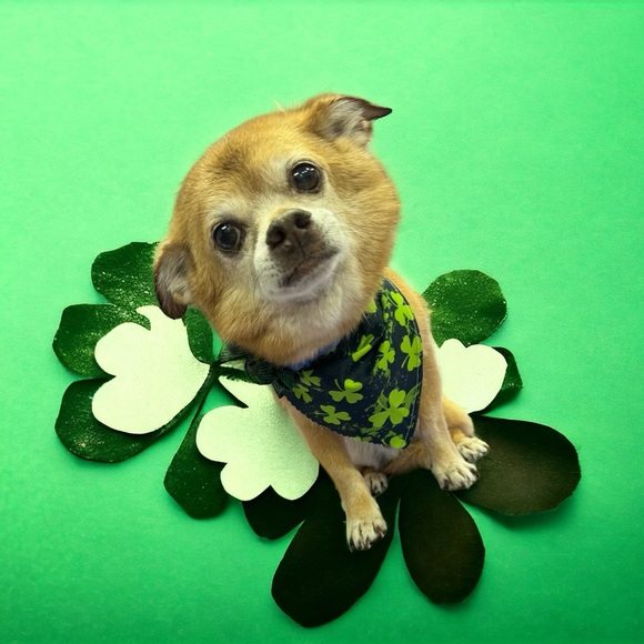 Meet your Posher, Posh - Picture 5 of 9